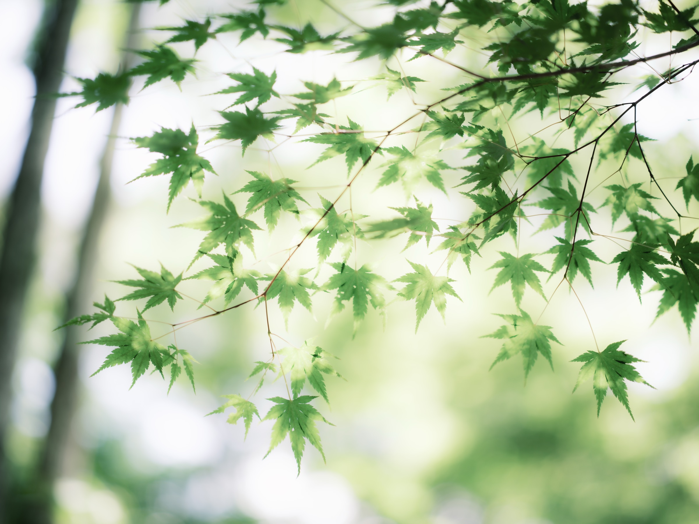 Summer · green maple