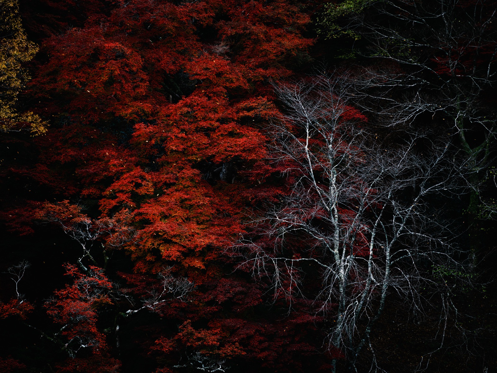 白樺立於紅葉之中