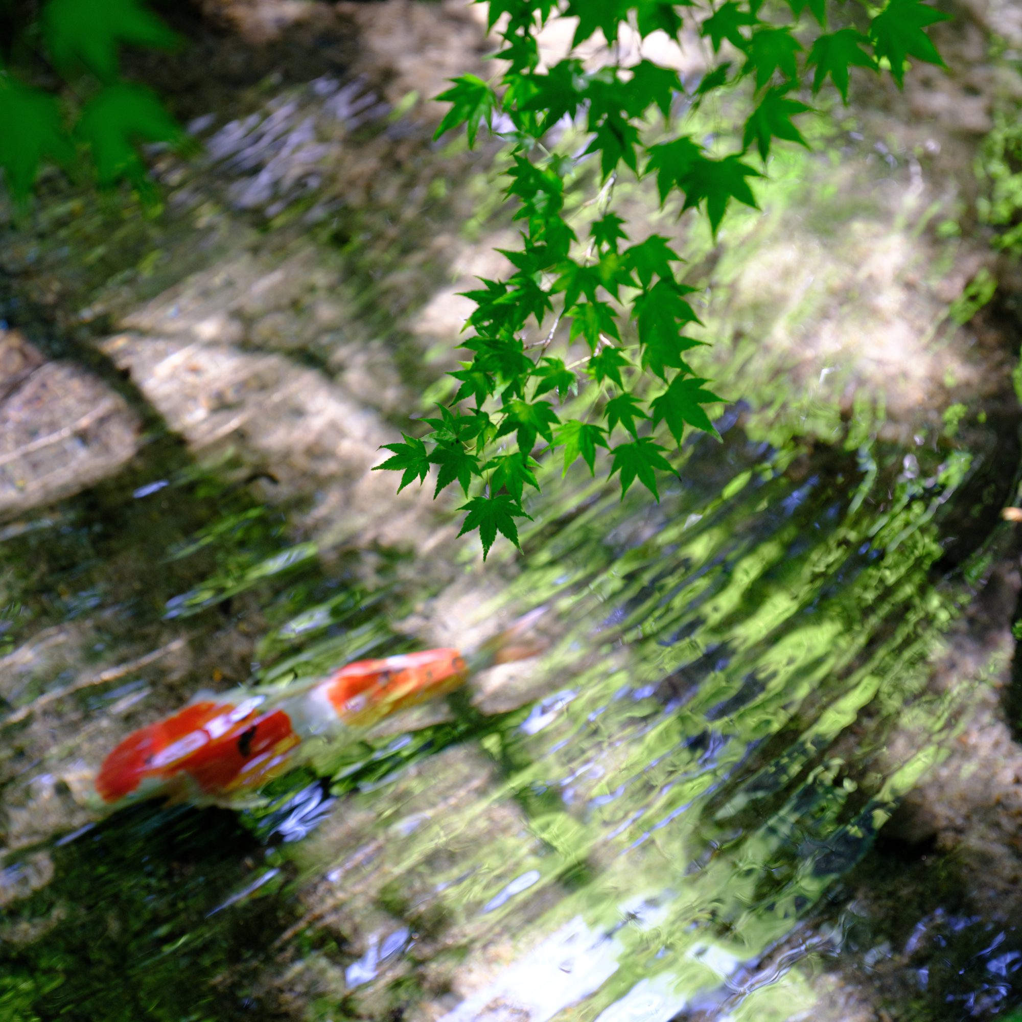 綠楓錦鯉水面 · 琉璃光院