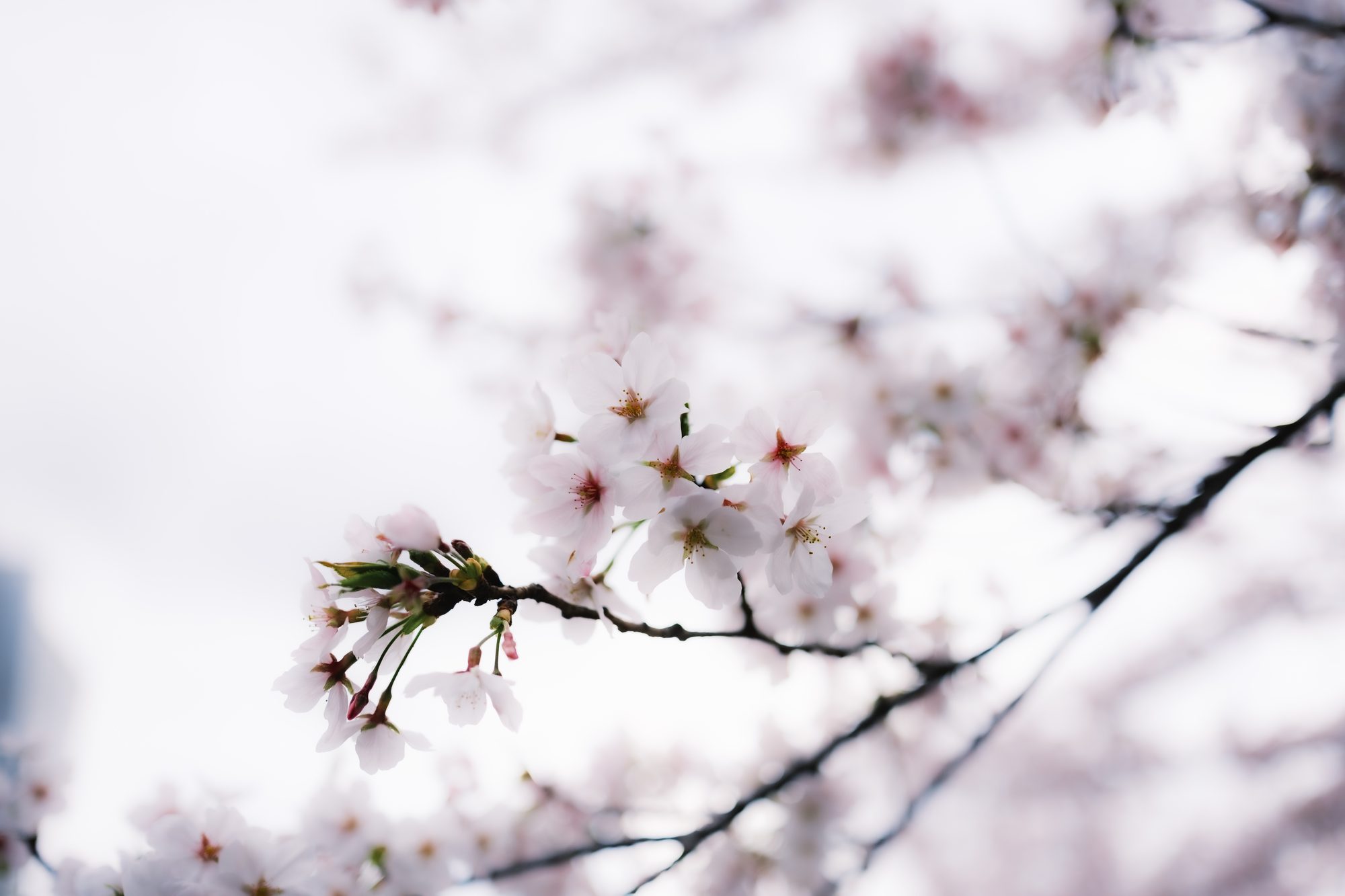 春・花徑